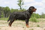 ROTTWEILER 295